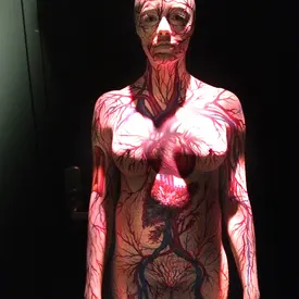Red and Heather's circulatory system