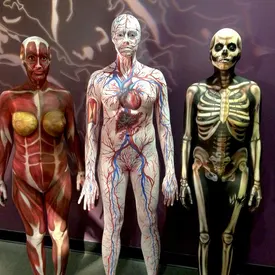 Skeleton, circulatory, and muscles