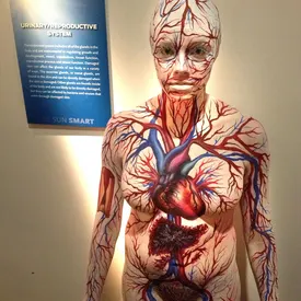 electric-daisy-carnival-edc-2014-bodypainting-circulatory-system